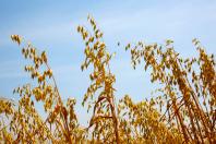 Com quase 47 milhões de toneladas, Paraná registra maior safra de grãos de sua história