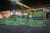 Arranjo de pesquisa sobre erva-mate vai impulsionar inovações na cadeia produtiva