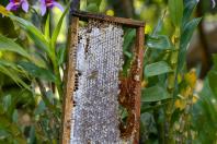 Exportações de milho crescem 179% no Paraná e triplicam a receita em relação ao ano passado