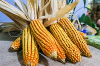 Com quase 47 milhões de toneladas, Paraná registra maior safra de grãos de sua história