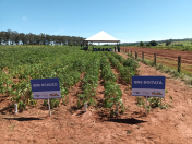 IDR-Paraná destaca avanços tecnológicos na Fiman 2025, em Paranavaí