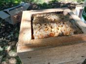  Seminário de meliponicultura reúne mais de 500 participantes em Prudentópolis 