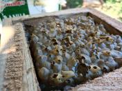  Seminário de meliponicultura reúne mais de 500 participantes em Prudentópolis 