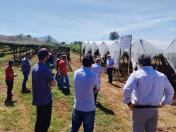 Produtores de uva de Marialva participam da 1ª Jornada Tecnológica em Fruticultura