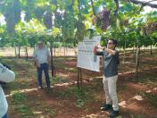 Produtores de uva de Marialva participam da 1ª Jornada Tecnológica em Fruticultura
