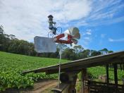 Rio Negro tem o maior erval orgânico da Região Metropolitana de Curitiba