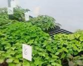 AgroTec 2026 consolida integração entre tecnologia, sustentabilidade e produção rural