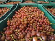 Deral aponta que feijão reage nos preços e orienta decisões no campo paranaense