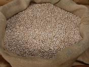 Deral aponta que feijão reage nos preços e orienta decisões no campo paranaense