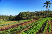  Paraná inicia censo inédito para mapear perfil da agricultura orgânica no Estado 