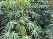 IDR-Paraná lançará novas cultivares de mandioca para a indústria no Show Rural 2026