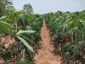 IDR-Paraná lançará novas cultivares de mandioca para a indústria no Show Rural 2026