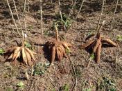 IDR-Paraná lançará novas cultivares de mandioca para a indústria no Show Rural 2026