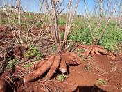 IDR-Paraná lançará novas cultivares de mandioca para a indústria no Show Rural 2026