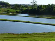 Verão aumenta cuidados com o manejo de viveiros de piscicultura