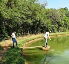 Verão aumenta cuidados com o manejo de viveiros de piscicultura