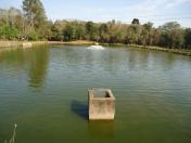 Verão aumenta cuidados com o manejo de viveiros de piscicultura