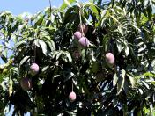 Deral aponta que feijão reage nos preços e orienta decisões no campo paranaense