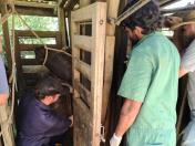 IDR-Paraná realiza exames brucelose e tuberculose em búfalos no Vale da Ribeira