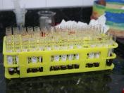 IDR-Paraná realiza exames brucelose e tuberculose em búfalos no Vale da Ribeira