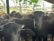 IDR-Paraná realiza exames brucelose e tuberculose em búfalos no Vale da Ribeira