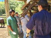 IDR-Paraná realiza exames brucelose e tuberculose em búfalos no Vale da Ribeira