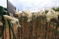 Resistentes e rentáveis: Estado lança cultivares de milho e mandioca no Show Rural