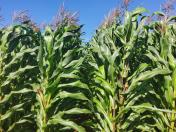 	IDR-Paraná lança cultivar de milho branco no Show Rural 2026