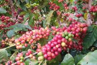 IDR-Paraná leva o universo do café do Estado para espaço interativo no Show Rural