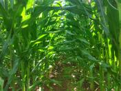 	IDR-Paraná lança cultivar de milho branco no Show Rural 2026