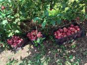 Assentados de Palmas colhem primeira safra de maçã