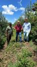 Assentados de Palmas colhem primeira safra de maçã