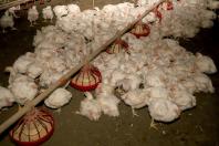 Paraná bate recorde na produção de frangos, suínos, bovinos, leite e ovos em 2025