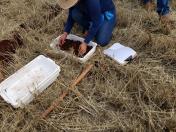 Extensionistas levantam dados sobre fertilidade do solo na área do lado de Itaipu