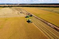 Paraná projeta retomada da produção de pera; exportações de suínos batem recorde