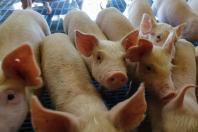 Paraná bate recorde na produção de frangos, suínos, bovinos, leite e ovos em 2025