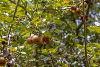 Paraná projeta retomada da produção de pera; exportações de suínos batem recorde