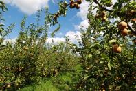 Paraná projeta retomada da produção de pera; exportações de suínos batem recorde