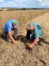Concurso avalia perdas na colheita de soja, na região de Maringá