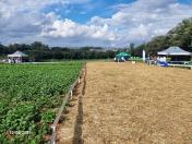 Feijão é tema de dia de campo em Ponta Grossa