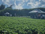 Feijão é tema de dia de campo em Ponta Grossa