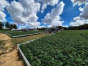 Dia de Campo Feijão Paraná reúne 340 participantes