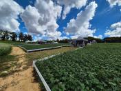 Dia de Campo Feijão Paraná reúne 340 participantes