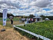 Dia de Campo Feijão Paraná reúne 340 participantes