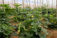 Cultivo de abobrinha movimenta mais de R$ 100 milhões no Paraná, que é o 4º maior produtor 