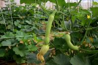 Cultivo de abobrinha movimenta mais de R$ 100 milhões no Paraná, que é o 4º maior produtor 