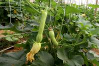 Cultivo de abobrinha movimenta mais de R$ 100 milhões no Paraná, que é o 4º maior produtor 