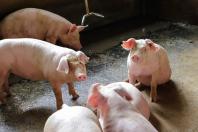  21,3 mil toneladas: exportações paranaenses de suínos têm melhor resultado para março 