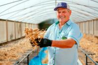  25º do Paraná: ginseng de Querência do Norte conquista selo de Indicação Geográfica 
