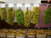 Concurso de cachos de banana